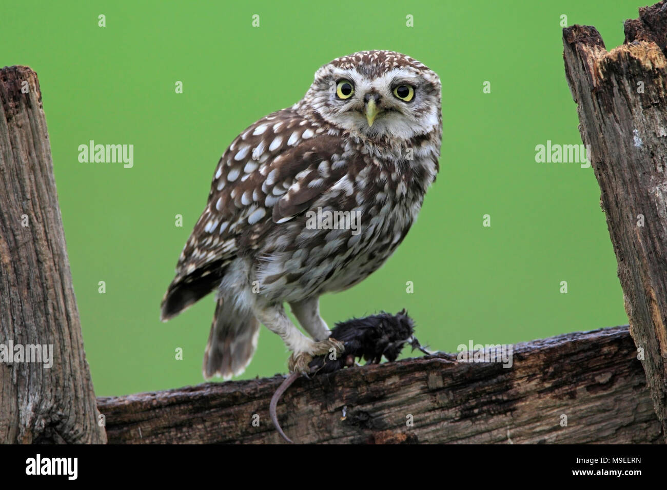 Kleine EULE UK Stockfoto