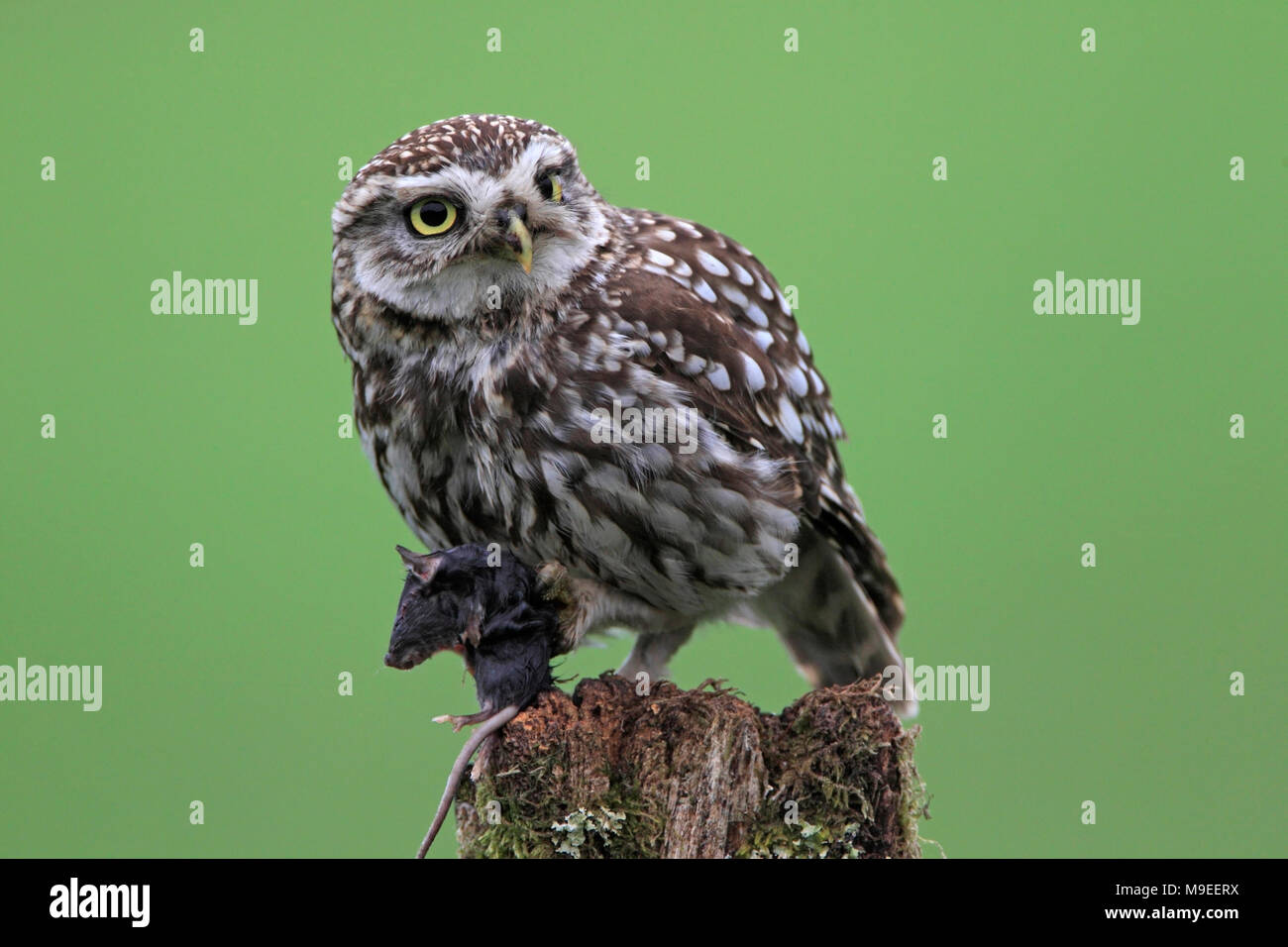 Kleine Eule mit einer Maus in seinen Krallen. Stockfoto
