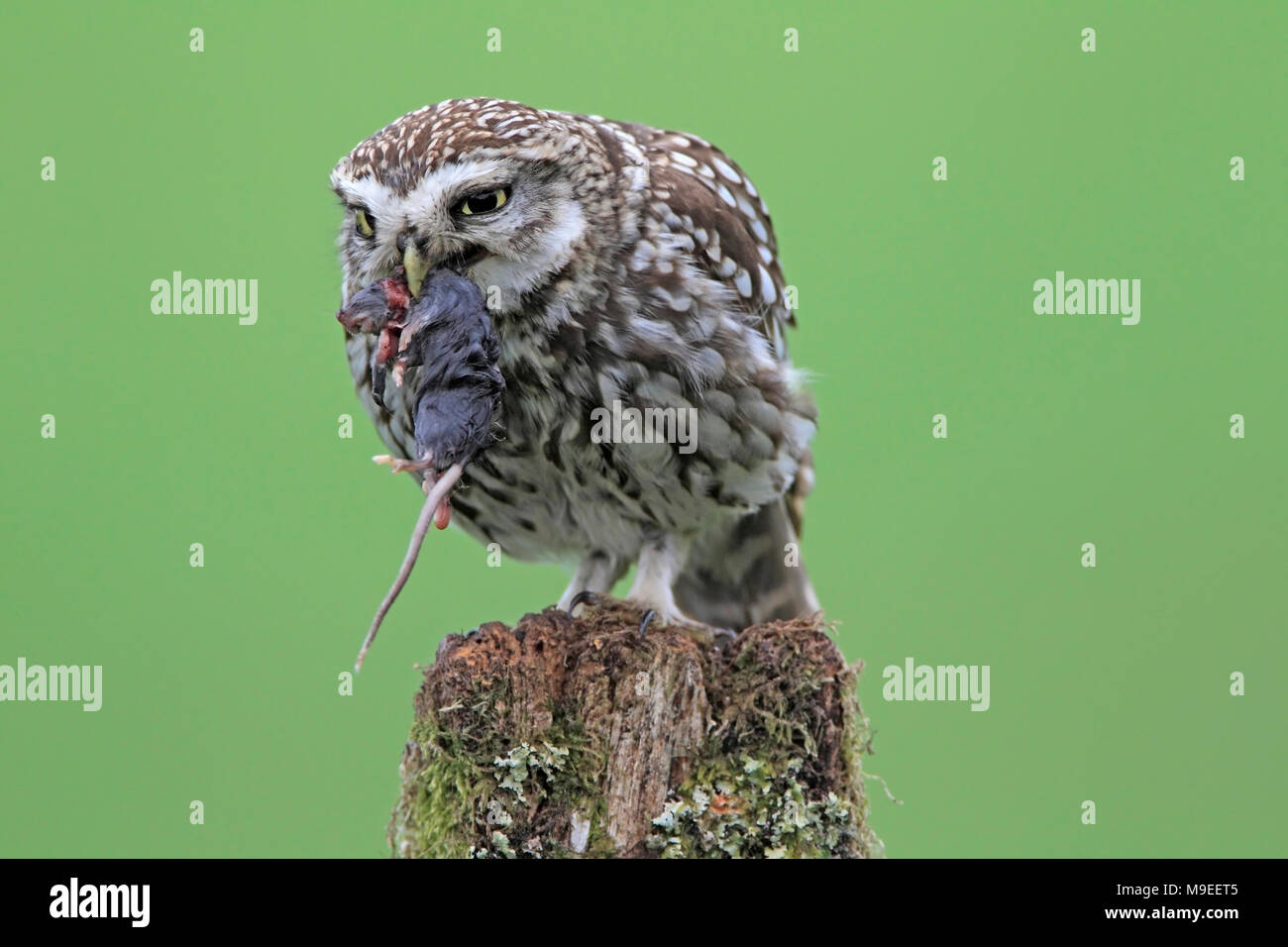 Steinkauz (Athene noctua) Essen eine Maus. Stockfoto