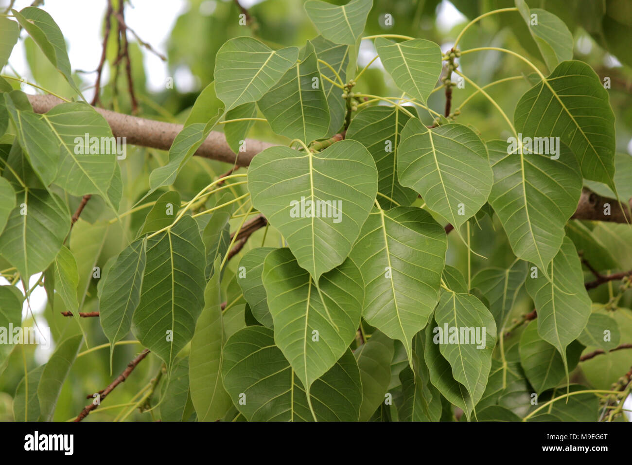 Heilige Bild oder bo Blatt am Baum Stockfoto