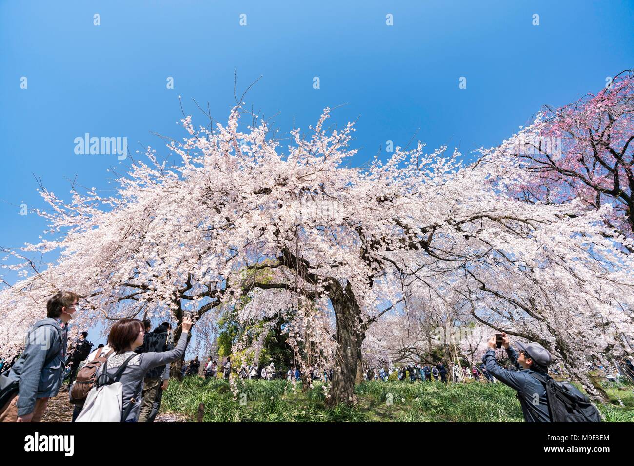 Shinjuku, Tokyo, Japan. 25. März, 2018. Kirschblüten in voller Blüte in Shinjuku Gyoen, Tokio, Japan. In diesem Jahr, blühende war früher 10 Tage als normalen Jahren in Tokio. Besucher genießen Hanami (Kirschblüten). Credit: alamy Live News/Welt Entdeckung Stockfoto