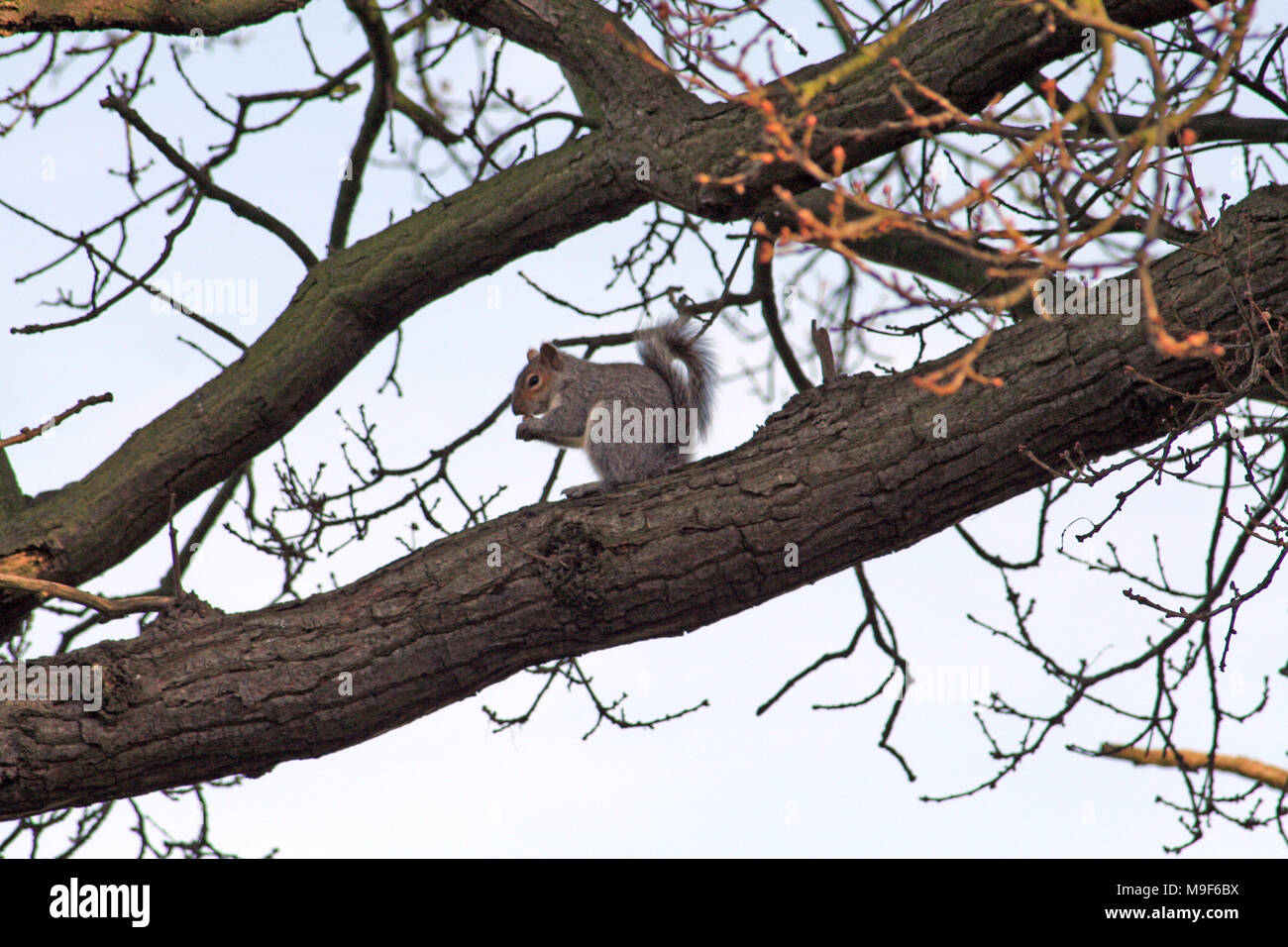 Graue Eichhörnchen, Sciurus carolinensis, sind eine eingeführte Arten aus den USA und werden oft als Schädlinge angesehen. Sie konkurrieren mit den nativen Rot spp. Stockfoto