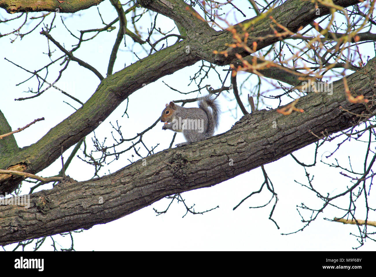 Graue Eichhörnchen, Sciurus carolinensis, sind eine eingeführte Arten aus den USA und werden oft als Schädlinge angesehen. Sie konkurrieren mit den nativen Rot spp. Stockfoto