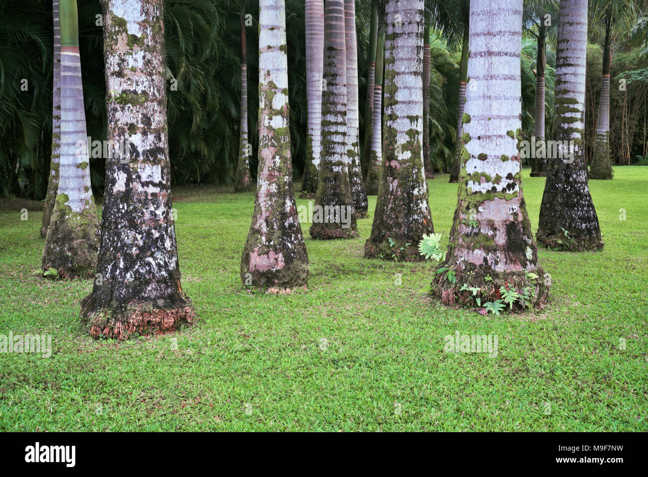 Charakteristische Markierungen auf den Amtsleitungen in diesem Hain von Royal Palmen im Anaina hou Community Park auf Hawaii Insel Kauai. Stockfoto