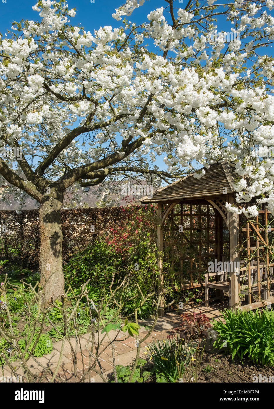 Frühling Garten mit blühenden Baum und Laube, East Midlands, England, Großbritannien Stockfoto