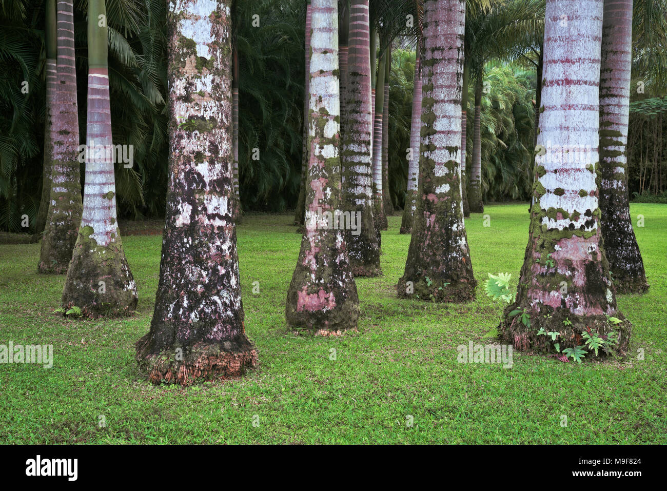 Charakteristische Markierungen auf den Amtsleitungen in diesem Hain von Royal Palmen im Anaina hou Community Park auf Hawaii Insel Kauai. Stockfoto