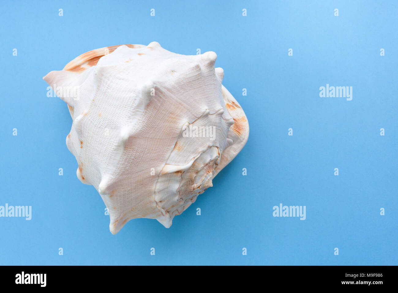 Minimalistischer pastell-blaue Hintergrund mit einem grossen anmutigen Texturierte seashell. Stockfoto
