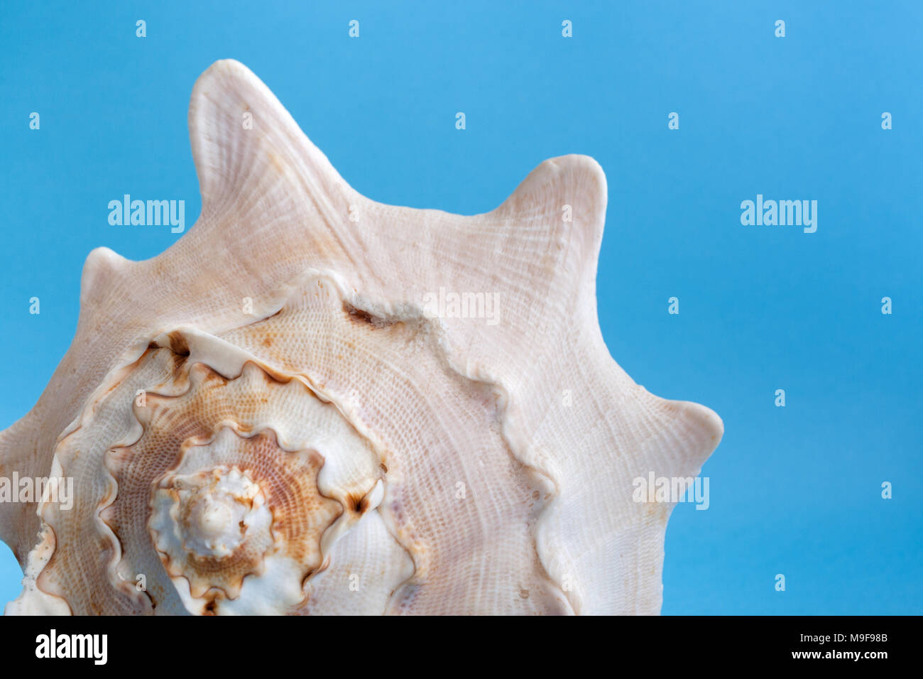 Teil eines großen texturierte Muschel auf blauem Hintergrund. Stockfoto