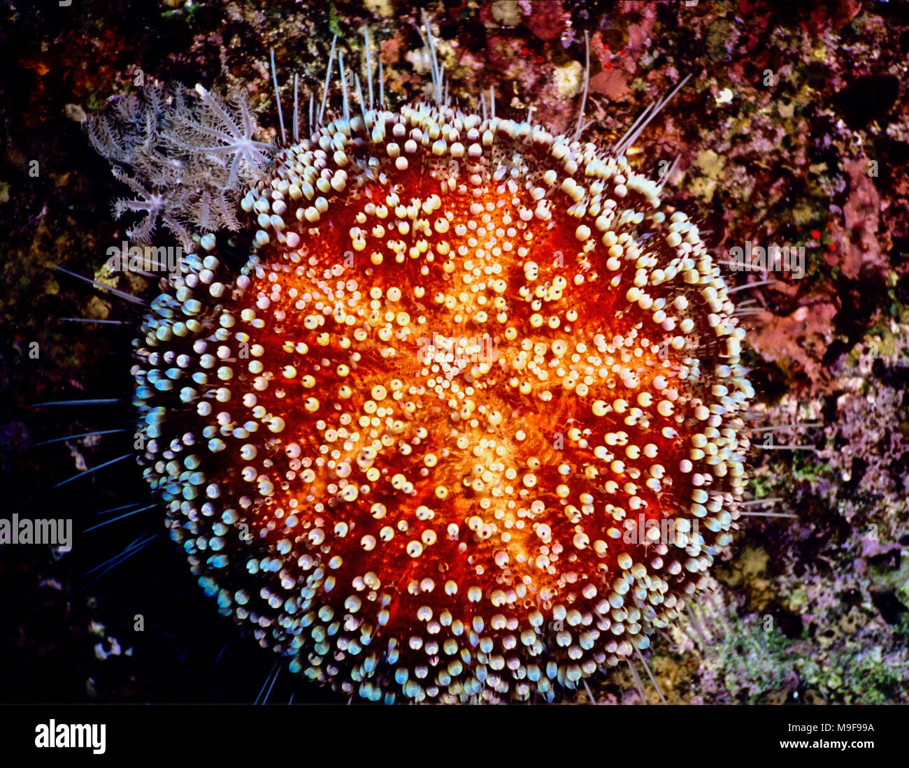 Giftige leder Seeigel (Asthenosoma marisrubri: 20 cms.) sind in der indopazifischen Region gefunden. Es war nicht bis 1998, dass die Arten eingestuft wurde als unabhängige, die Arbeit in dieser Hinsicht in die im nördlichen Roten Meer durchgeführt worden - daher die spezifischen "arisrubri'. Wie bei allen regelmäßigen Seeigel, es hat einen fünfeckigen Struktur, die sich deutlich auf dem Foto zu sehen ist. Die Panzerung ist in Stacheln, von denen jedes mit einem Sack ein leistungsfähiges Toxin abgedeckt. Insektenstiche können unerträglich schmerzhaft sein! Sie lebt auf Korallenriffe, ernähren sich hauptsächlich von Algen und Detritus. Ägyptischen Roten Meer. Stockfoto