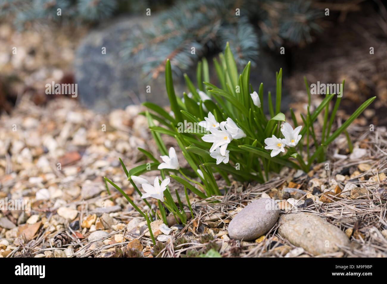 Nahaufnahme einer kleinen weißen blühenden Steinspringpflanze, Großbritannien Stockfoto