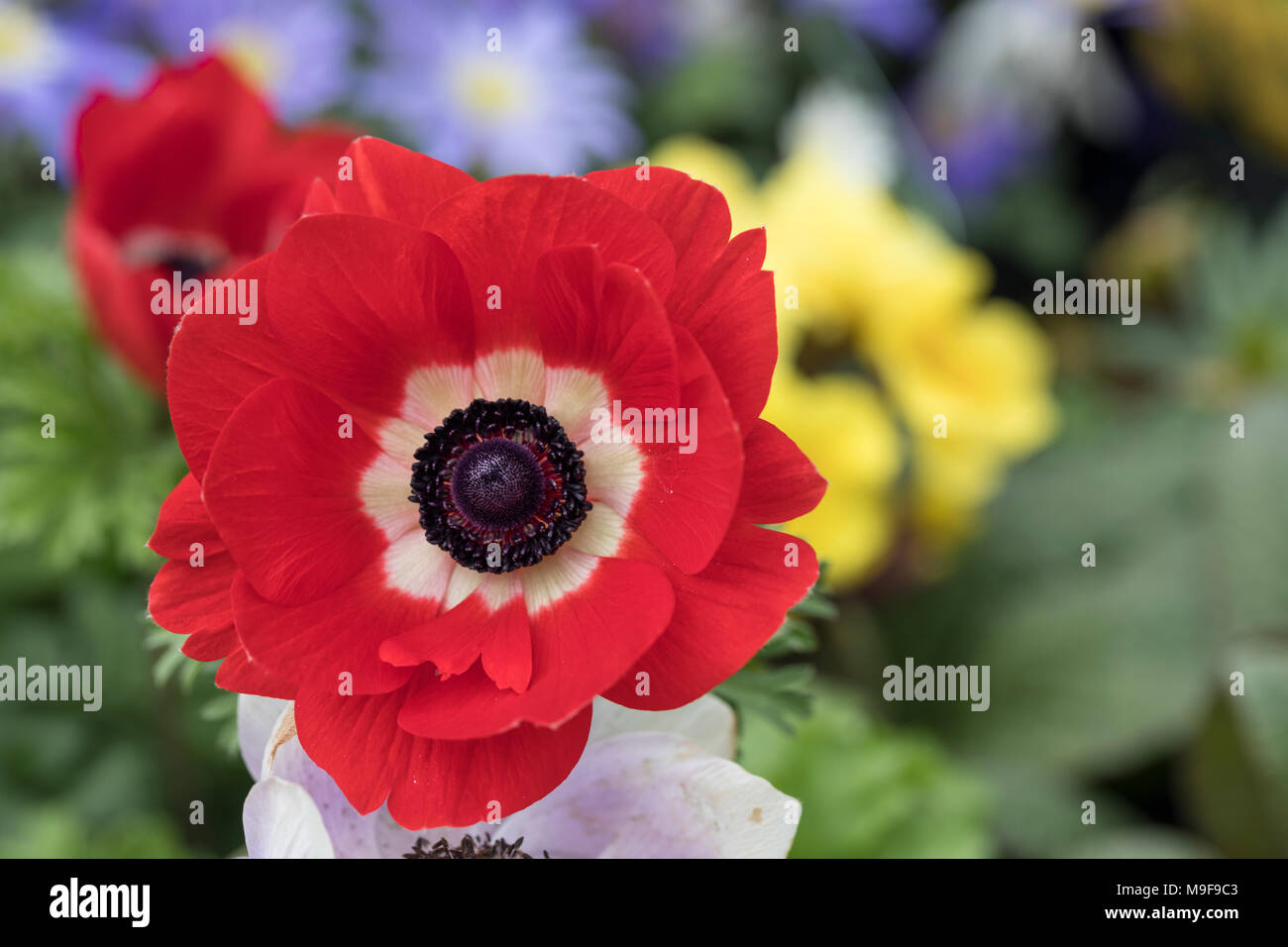 Nahaufnahme der Anemone coronaria 'Harmony Scarlet', die in einem Frühlingsgarten, Großbritannien blüht Stockfoto