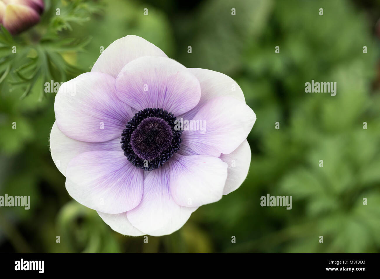 Garten der harmonie Fotos und Bildmaterial in hoher Auflösung Alamy