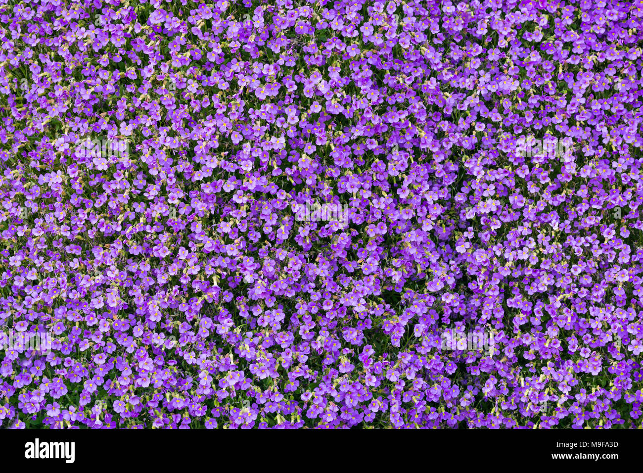 Hintergrund Der lila Ackerschmalwand Blumen im Frühling Stockfoto