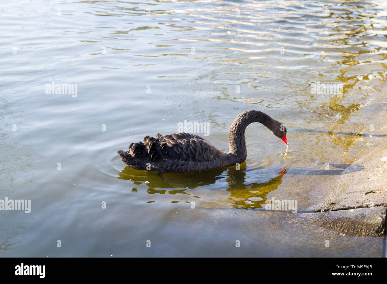 Ein schwarzer Schwan Schwimmen in einem See in St. James Park London UK, Natur, Wildlife Konzept, kalter Frühling Tag allein einsame mono Einzelnen Stockfoto