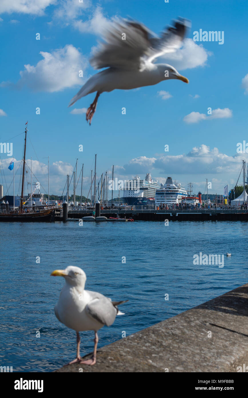 Möwen auf der Kieler Hafen, Kieler Förde, Kiel, Schleswig-Holstein, Deutschland Stockfoto