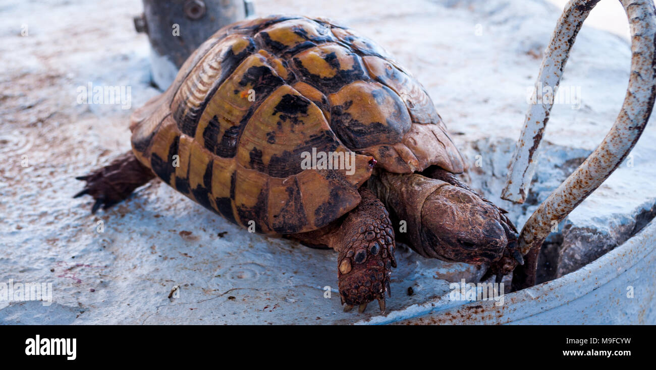 Big leopard Schildkröte. Leopard Tortoise Stigmochelys pardalis Wandern und Suchen nach Nahrung Stockfoto