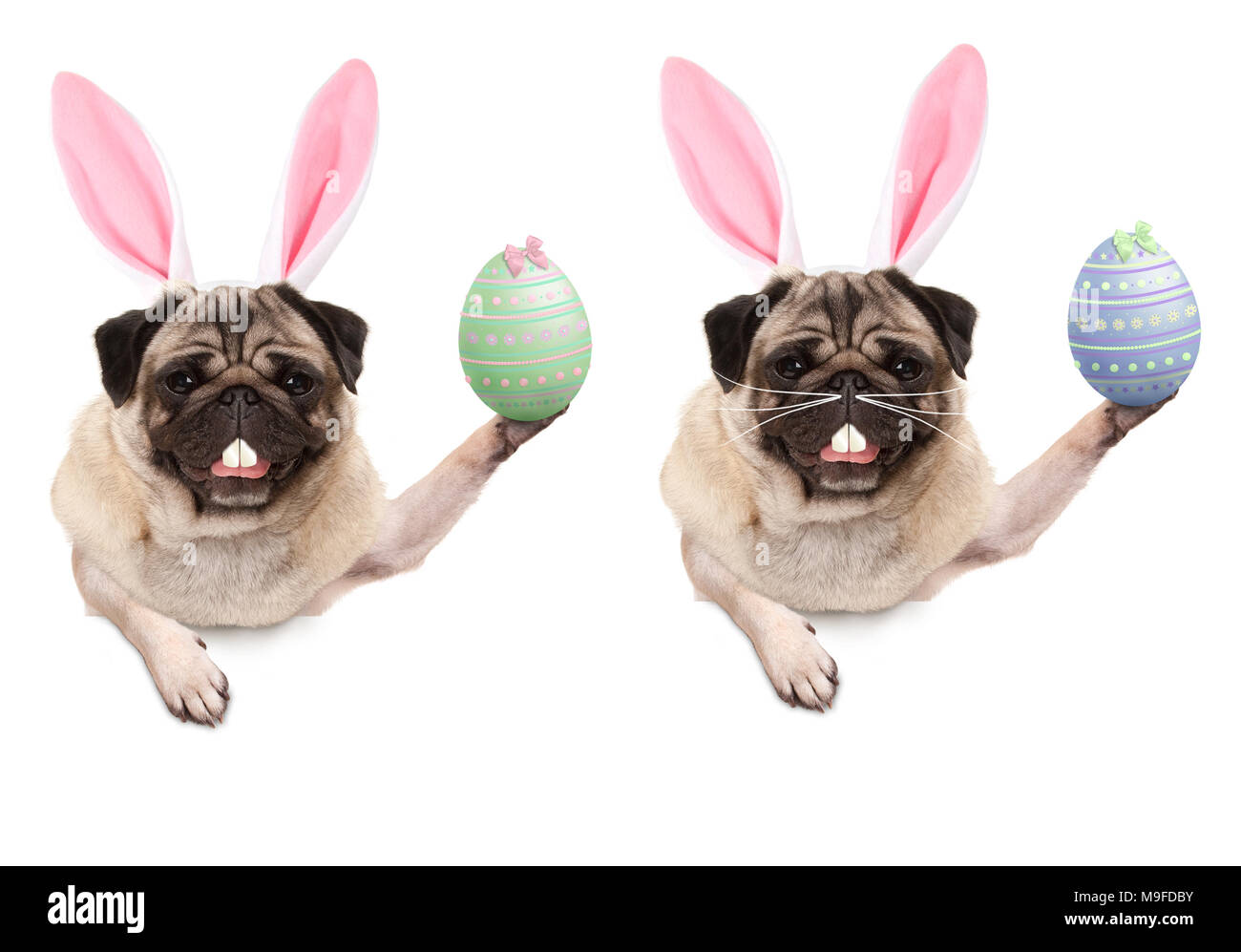 Süße Mops Welpen Hund mit Hasenohren Diadem bis Ostern Ei hängend mit Pfoten auf leeren Banner, auf weißem Hintergrund Stockfoto
