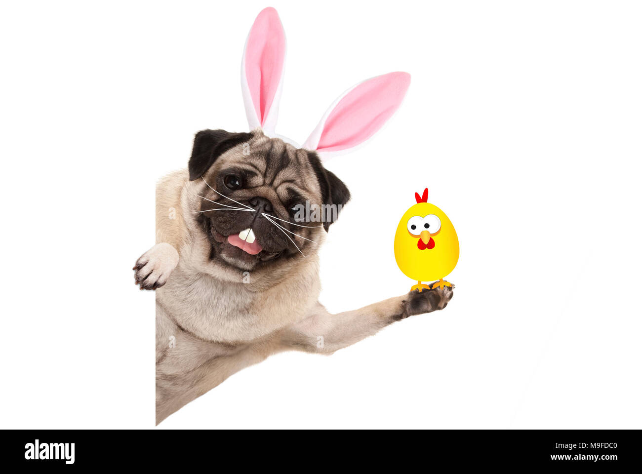 Lustige Ostern mops Hund mit Kaninchen Zähne, schnurrhaare und Ohren halten, Huhn, auf weißem Hintergrund Stockfoto