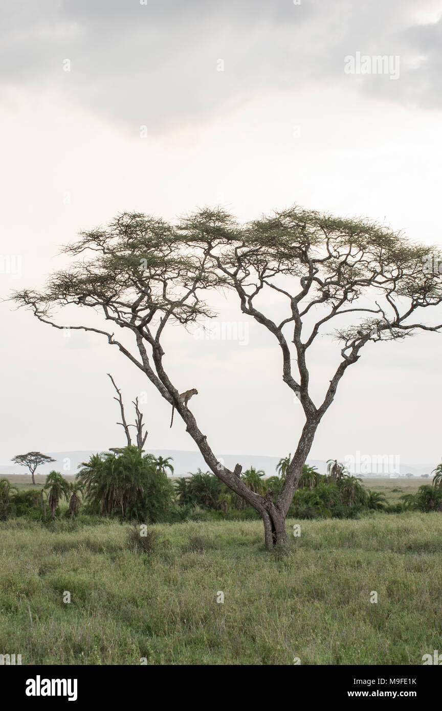 Einsame Leopard in einer Akazie Vermessung der Landschaft im Norden der Serengeti, Arusha, Tansania, Afrika Stockfoto