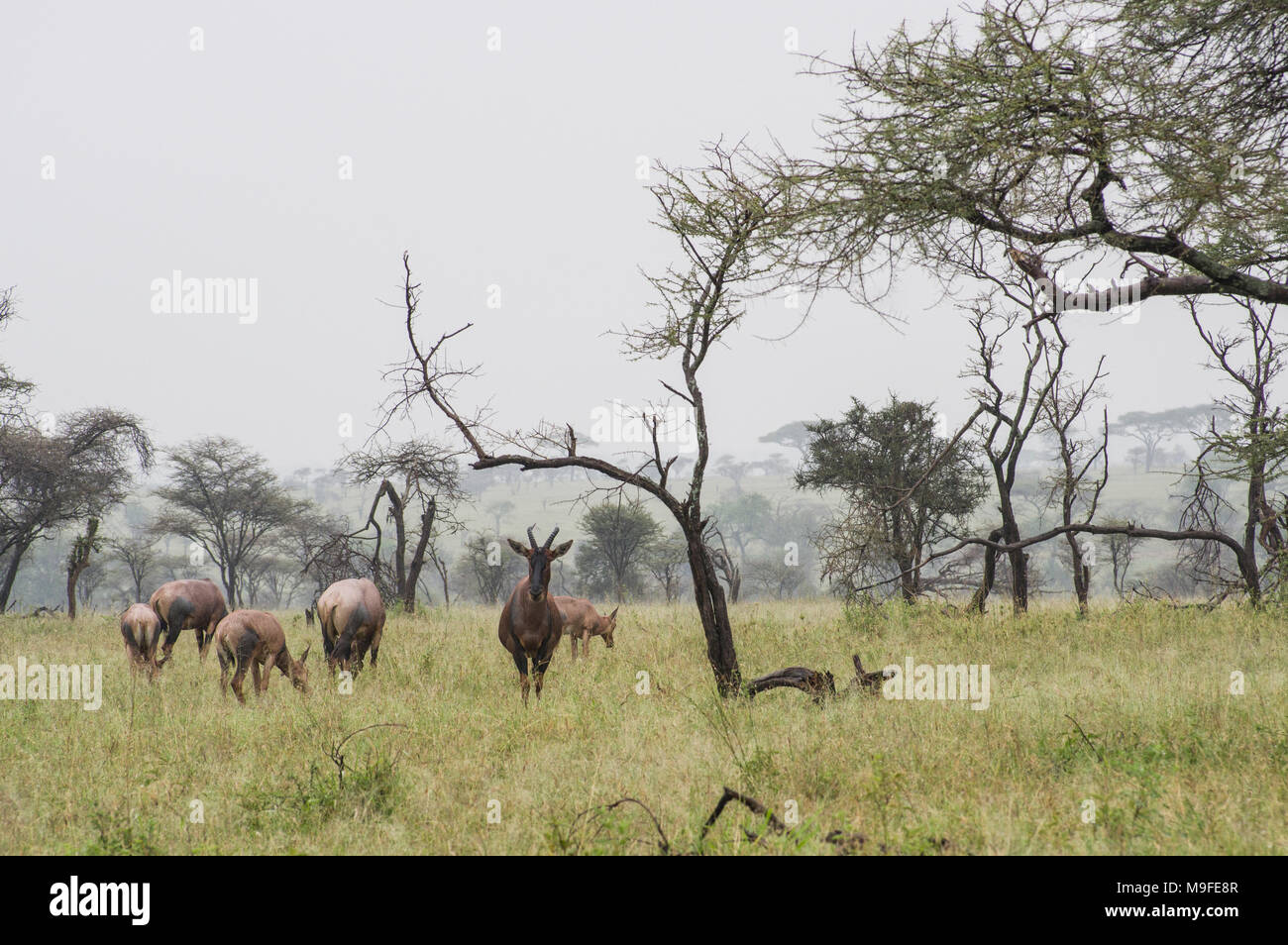 Eine kleine Herde von Topi - damaliscus lunatus jimela - Beweidung in langen Gras gegen eine neblige Landschaft mit Akazien eine Alpha Male Stockfoto