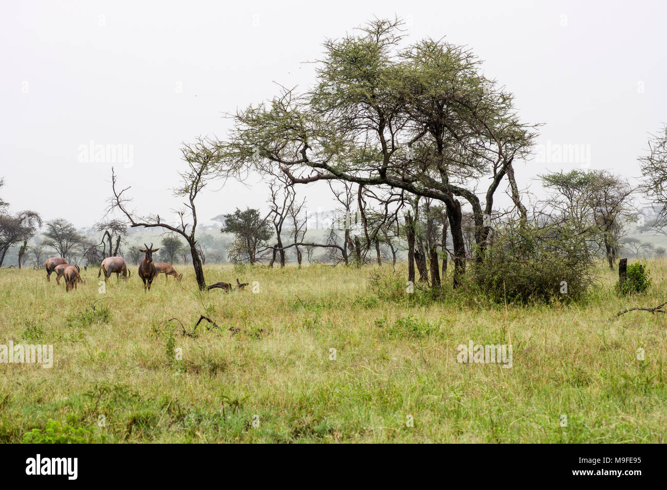 Eine kleine Herde von Topi - damaliscus lunatus jimela - Beweidung in langen Gras gegen eine neblige Landschaft mit Akazien eine Alpha Male Stockfoto