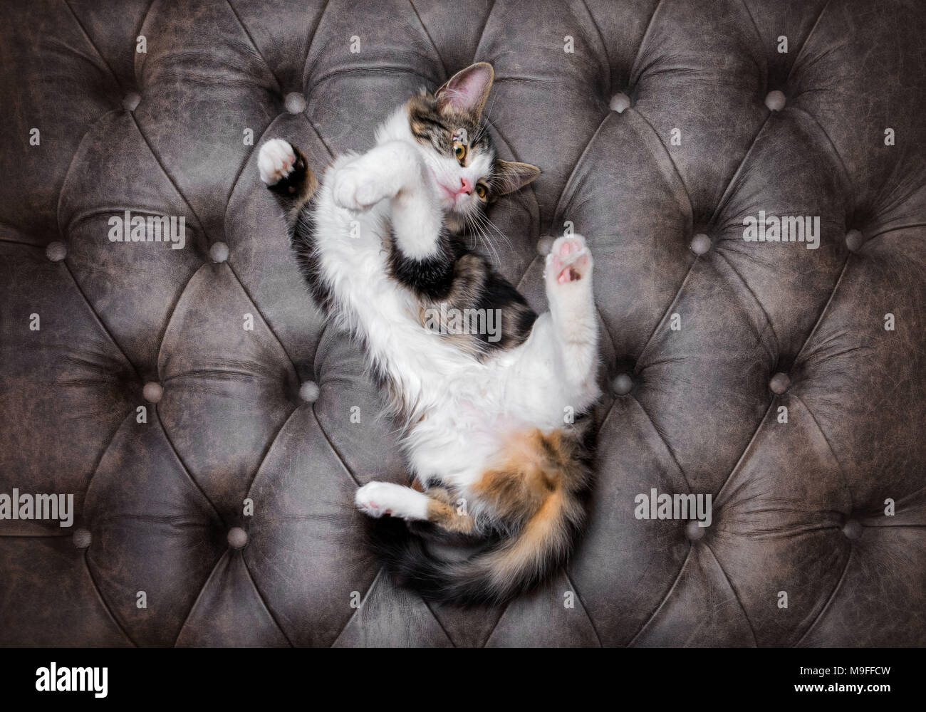 Auf der Suche nach verspielten flauschige Kätzchen auf ein luxuriöses Leder knöpfbare Osmanischen Stockfoto