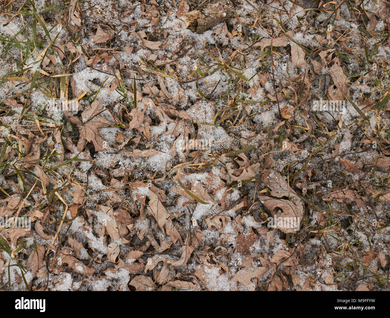 Ein Abstauben von Schnee, getrocknete Blätter im Herbst Stockfoto