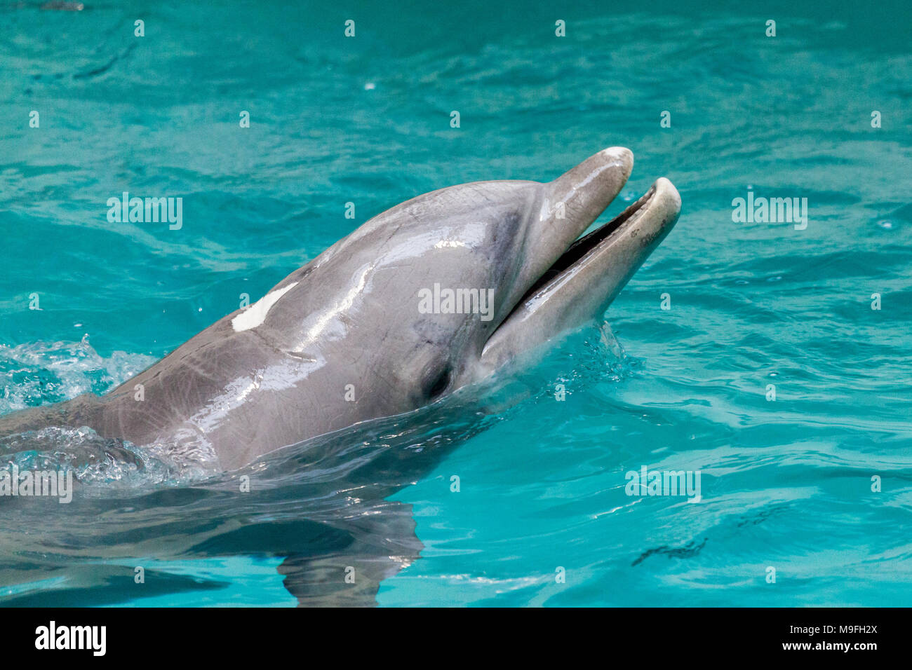 Ein Delphin schwimmt in einem großen Pool Stockfoto