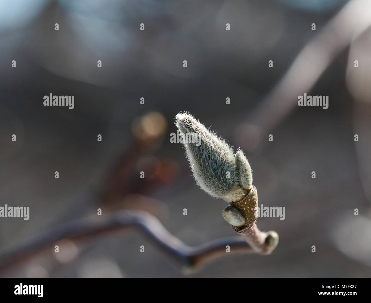 Die Knospen der Magnolia im Frühjahr im Frühjahr Park Stockfoto