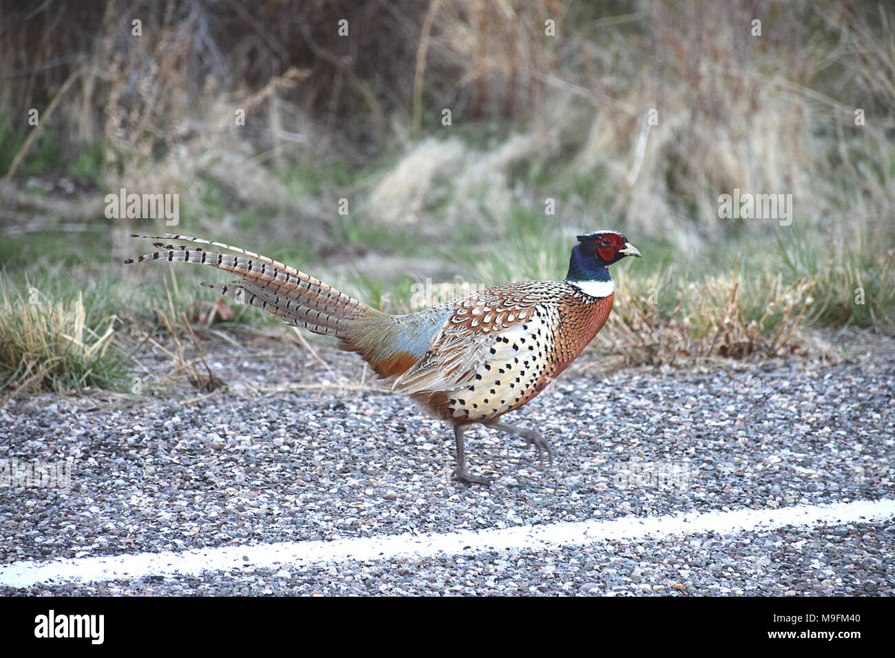 Ein ring-necked pheasant am Straßenrand Stockfoto