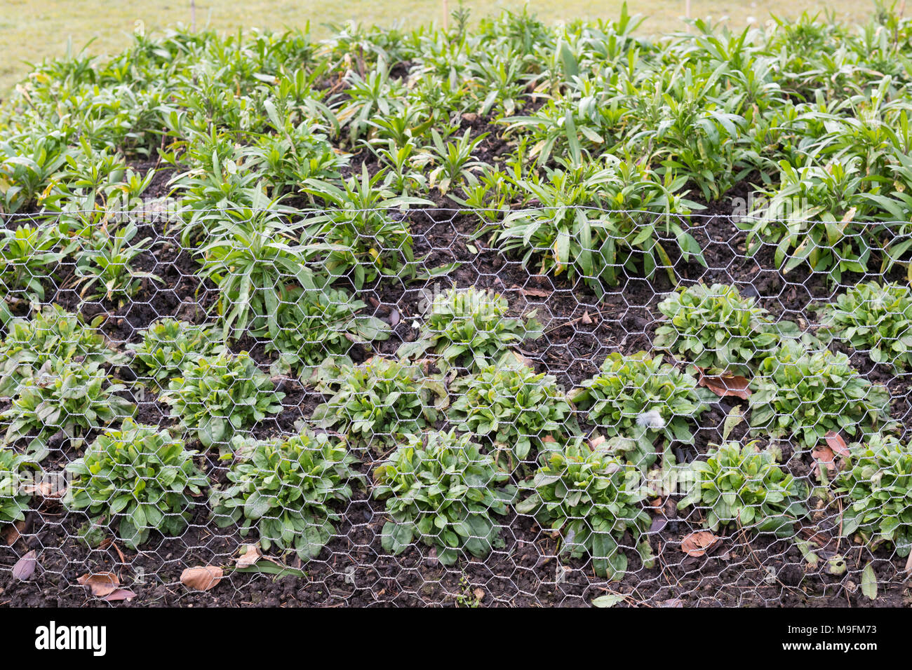 Maschendraht Maschendraht schutz Beetpflanzen von Kaninchen Stockfoto