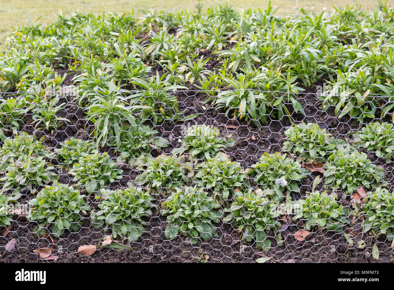 Maschendraht Maschendraht schutz Beetpflanzen von Kaninchen Stockfoto