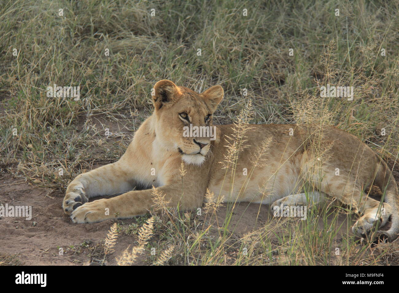 Baby Löwen in der Serengeti, Tansania Stockfoto