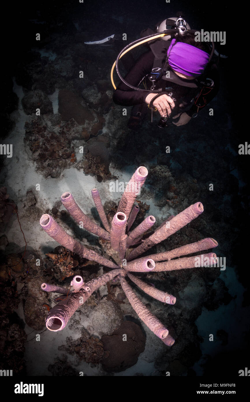 Diver scheint ihre Taschenlampe auf ein Rohr Coral Stockfoto