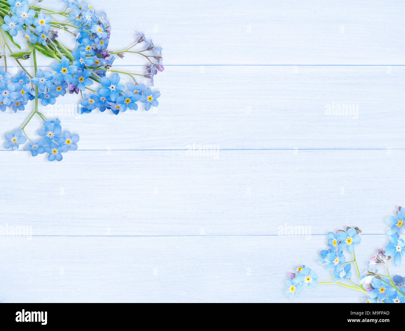 Blaue Vergissmeinnicht myosotis oder Blumen in den Ecken der Holzbohlen Hintergrund Stockfoto