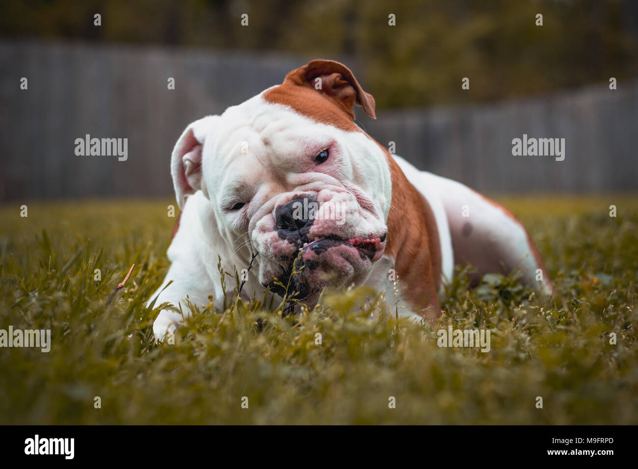 Englische Bulldogge Stockfoto