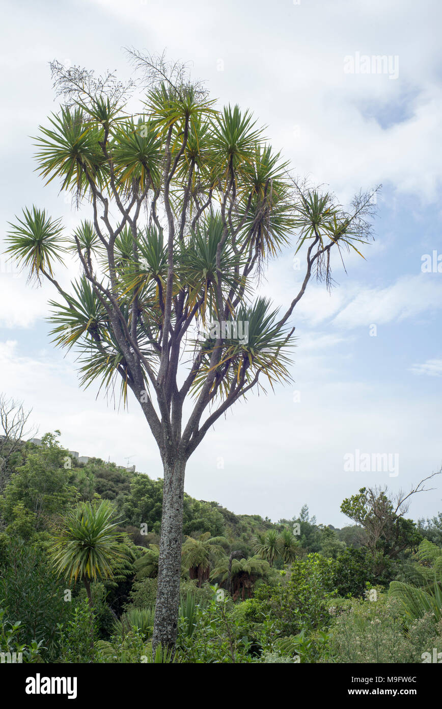 Ein Cabbage Tree in Reserve urban Auckland mit den meisten seiner Beeren von Vögeln gefressen. Stockfoto