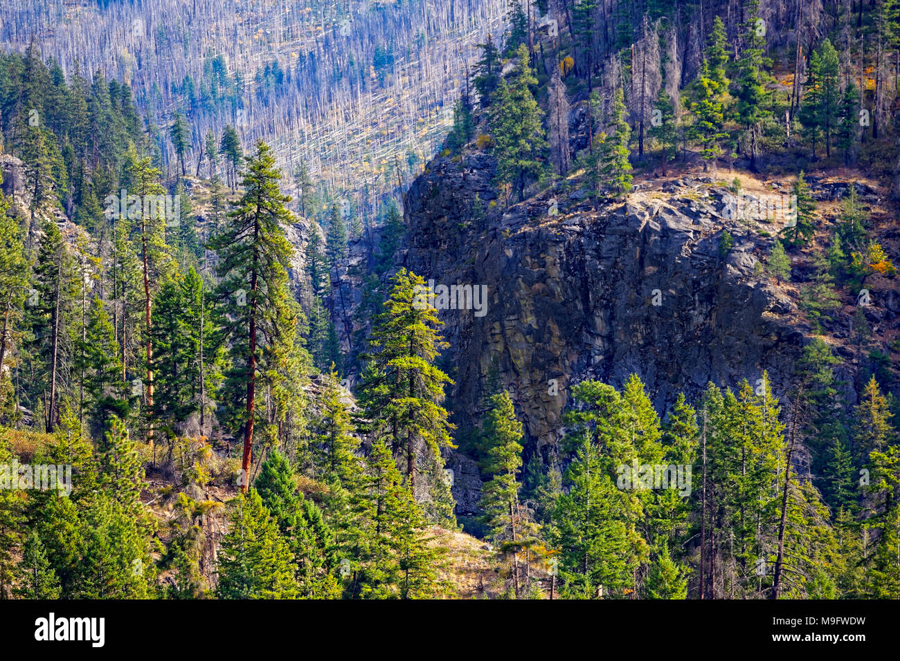 41,926.03592 Nadelbäumen Klippen tief Berge Canyon, alte Waldbrand Hügel Berghang im Hintergrund Stockfoto