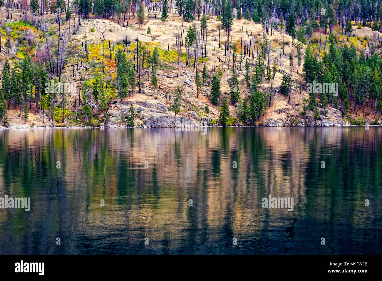 41,926.03694 ruhigen Wasser des Lake Chelan show Herbst Farbe Reflexionen von den Bäumen auf dem Lake Shore Cliff, Nadel- und Laubbäume Stockfoto