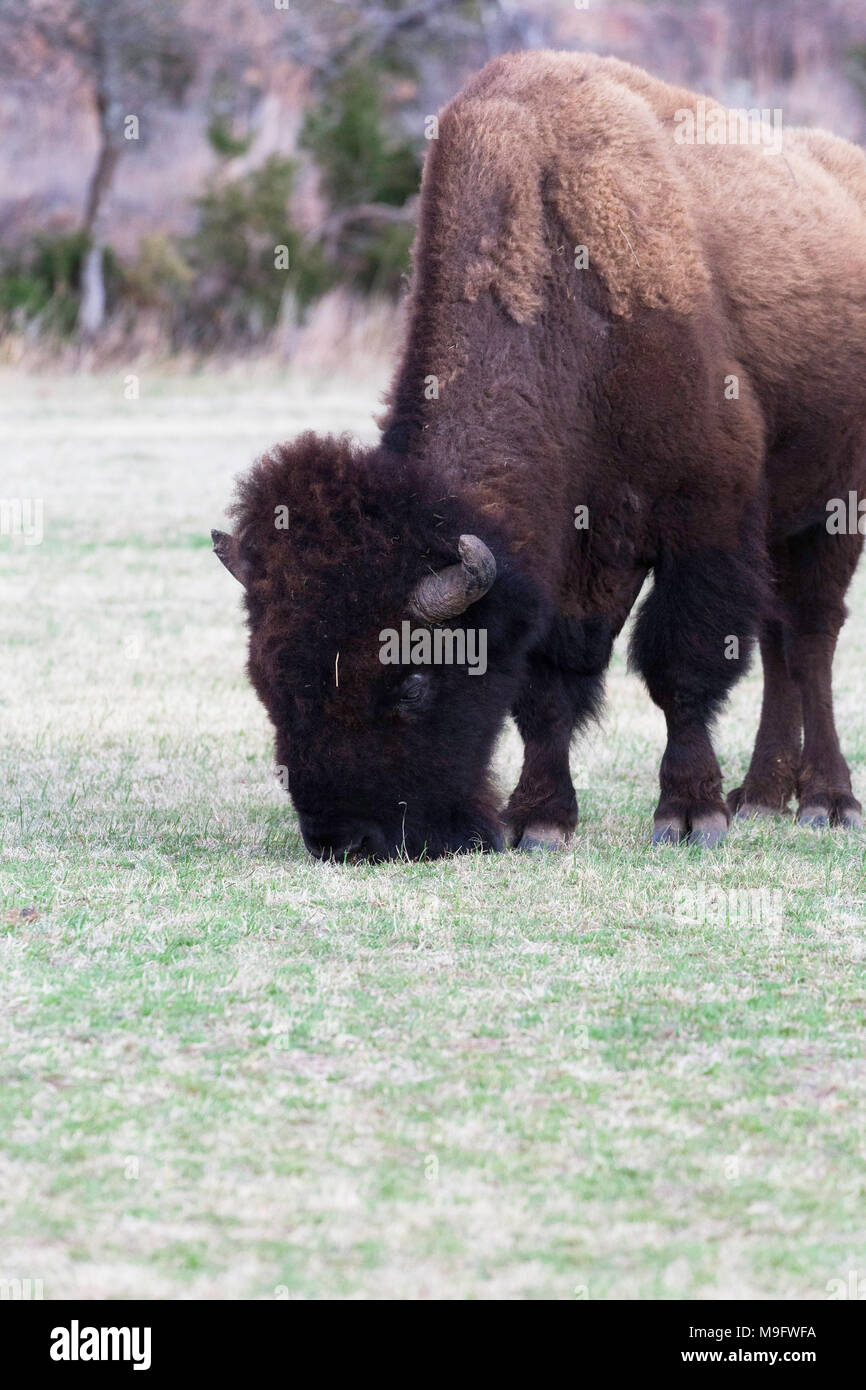 Große Bison Beweidung auf frisches Gras im Frühling in Witchita Berge Park. Stockfoto