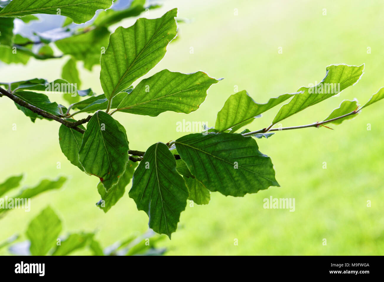 42,517.02860 schließen grün sommer Blätter gemeinsame Buche (Fagus sylvatica) auf hellgelb Hintergrund, wilde Pflanze Stockfoto
