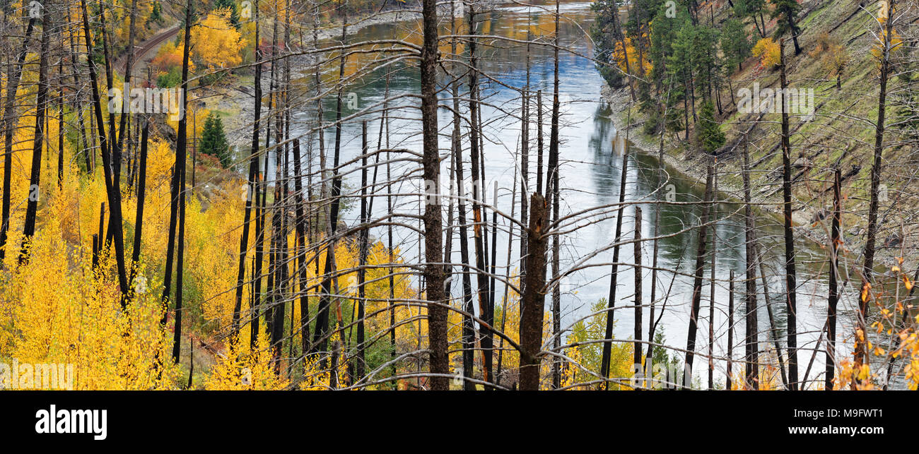 42,652.07313 panorama North Thompson River, verbrannten Bäume von 13 Jahre nach alten Barriere, BC, Waldbrand, Gelb fallen die Blätter leicht neue Bürste Stockfoto