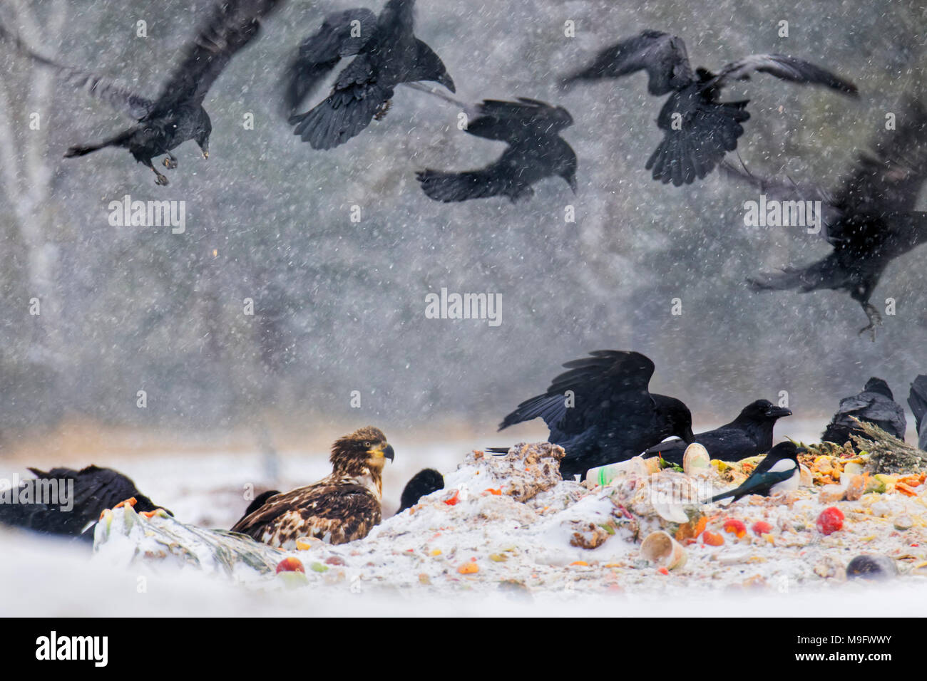 42,744.07751 Raben, Adler, Magpie, Vögel fliegen, Füttern, Essen Speisereste Abfall Müll in ein Loch in einen Schneesturm Stockfoto