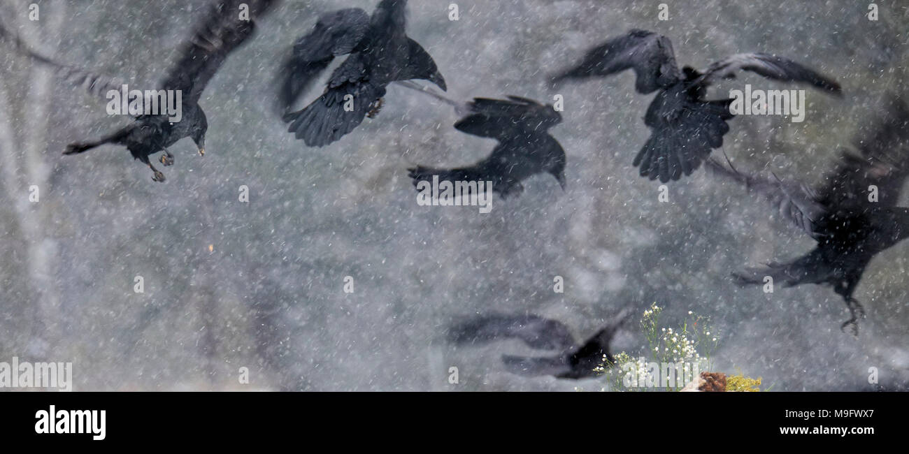 42,744.07757 close-up Herde ravens Vögel fliegen, Verdrehen und gewendet und Landung während eines Winters Schneesturm Schneesturm, Corvus Corax, Corvidae, Corvid Stockfoto