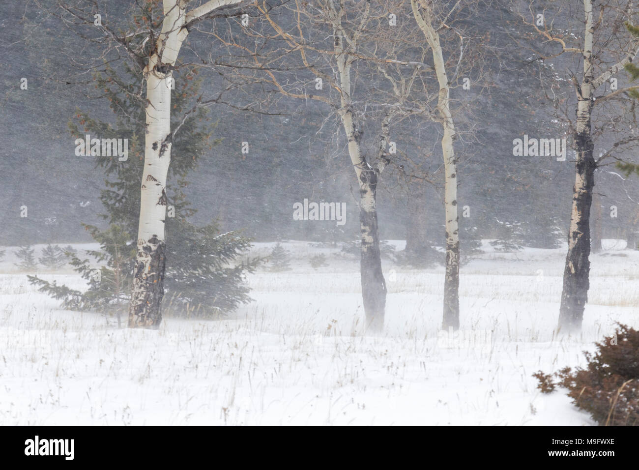 42,744.07761 Aspen Bäume weht in einem Wald Wiese während einer whiteout Schneesturm Schneesturm Stockfoto