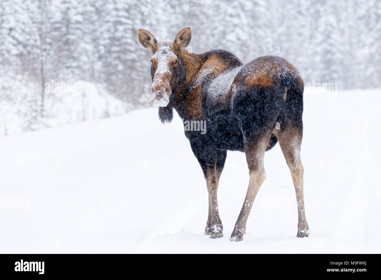42,744.07791 Nordamerikanischen erwachsene Kuh Elch (Alces alces) auf einer verschneiten Straße in einem Nadelwald an Sie Stockfoto