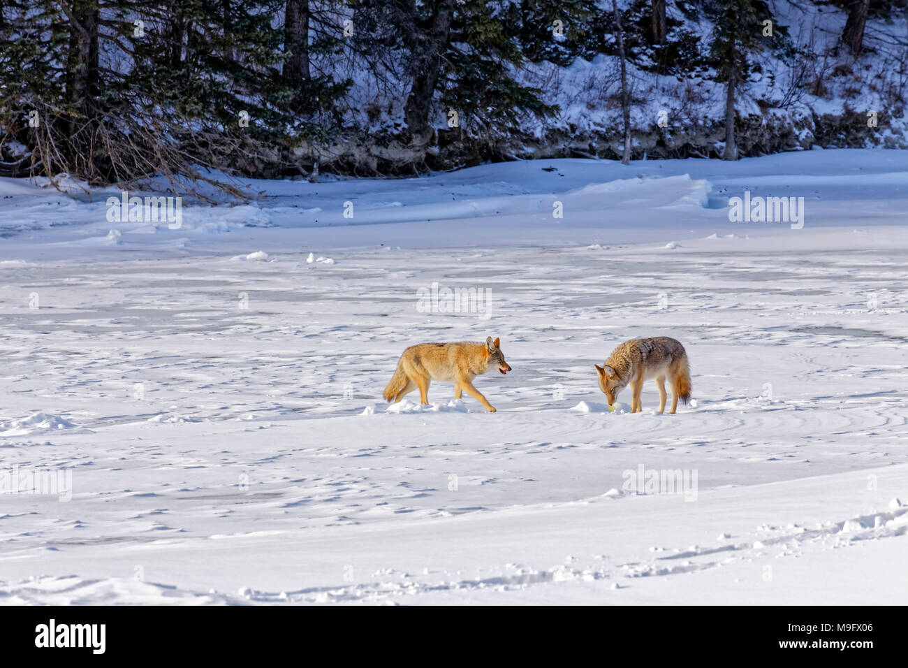 42,748.08609 2 Kojoten Walking im Winter Sonnenlicht auf einem gefrorenen Snowy River Stockfoto