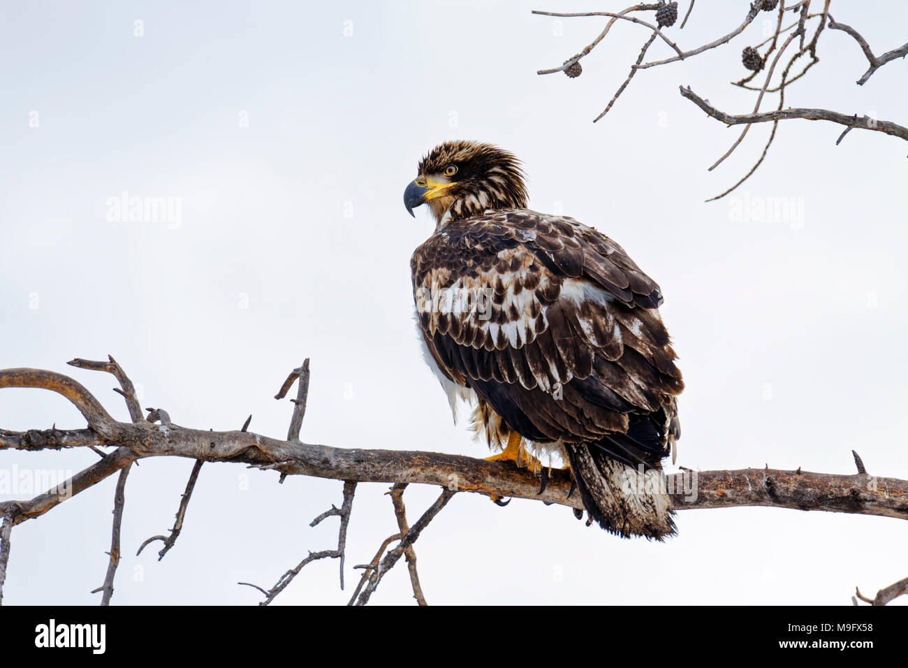 42,751.09130 Braun und Weiß, unreifen Weißkopfseeadler, stehend auf einem toten Baum, weiß grauer Hintergrund, Haliaeetus leucocephalus, Hawk, Accipitridae Stockfoto