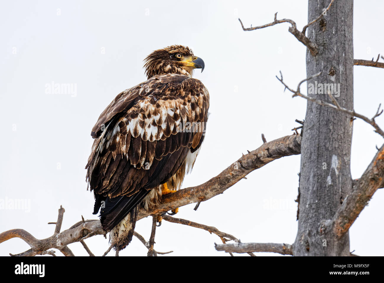 42,751.09162 Braun und Weiß, unreifen Weißkopfseeadler, stehend auf einem toten Baum, weiß grauer Hintergrund, Haliaeetus leucocephalus, Hawk, Accipitridae Stockfoto