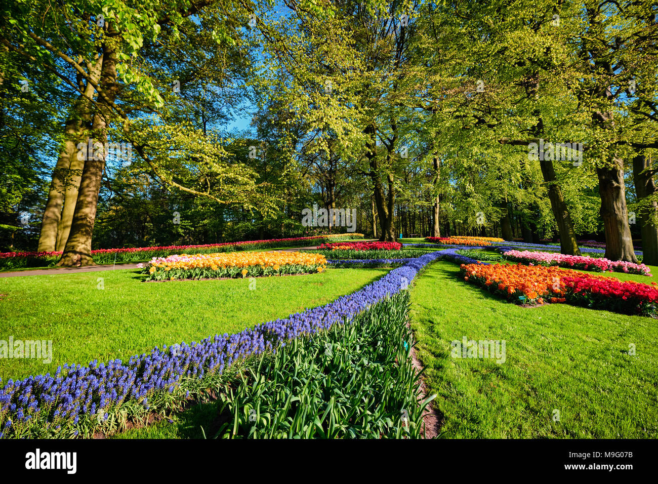 Blühende Tulpen Blumenbeete im Keukenhof flower garden, Netherlan Stockfoto